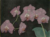 Orchids  (OUT OF PRINT)