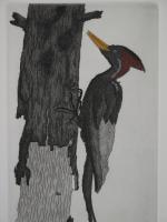 Woodpecker (Closeup)