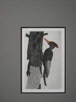     Woodpecker